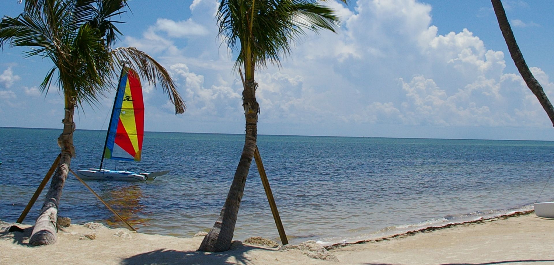 A Group Of Palm Trees On A Beach Near A Body Of Water